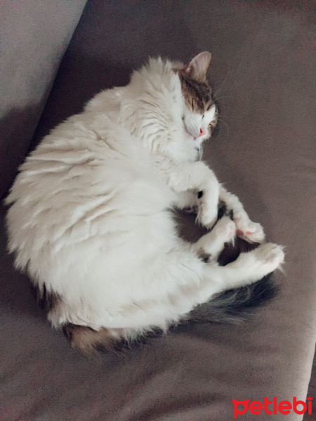 İran Kedisi (Persian), Kedi  Adapamuk fotoğrafı