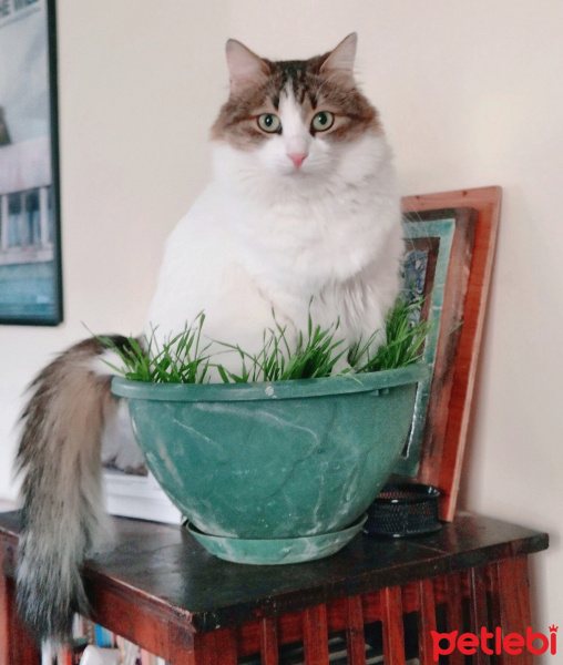İran Kedisi (Persian), Kedi  Adapamuk fotoğrafı