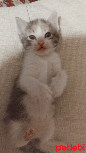 Tekir Kedi, Kedi  Oğlumcan fotoğrafı