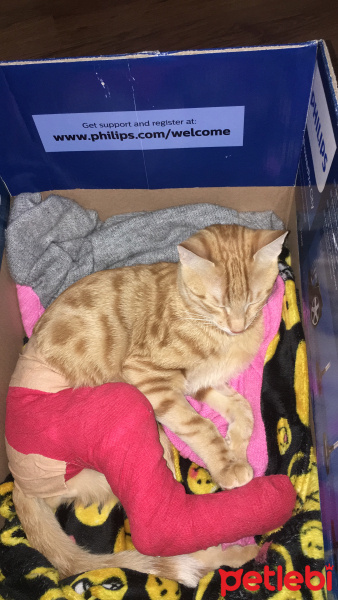 Sarman, Kedi  Leo fotoğrafı