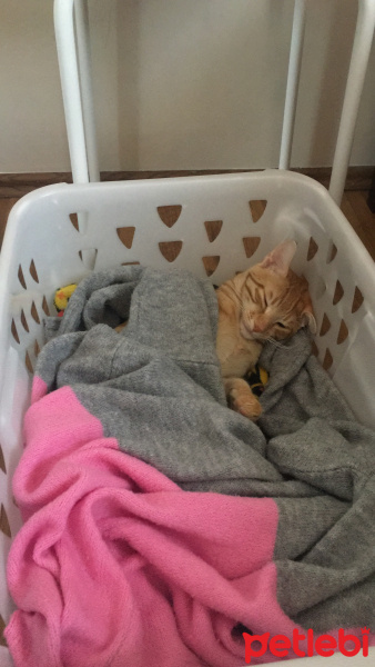 Sarman, Kedi  Leo fotoğrafı