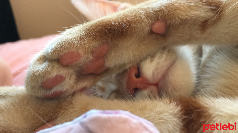 Sarman, Kedi  Leo fotoğrafı