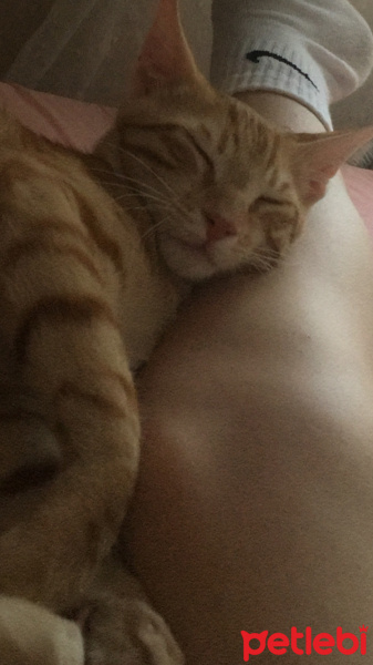 Sarman, Kedi  Leo fotoğrafı