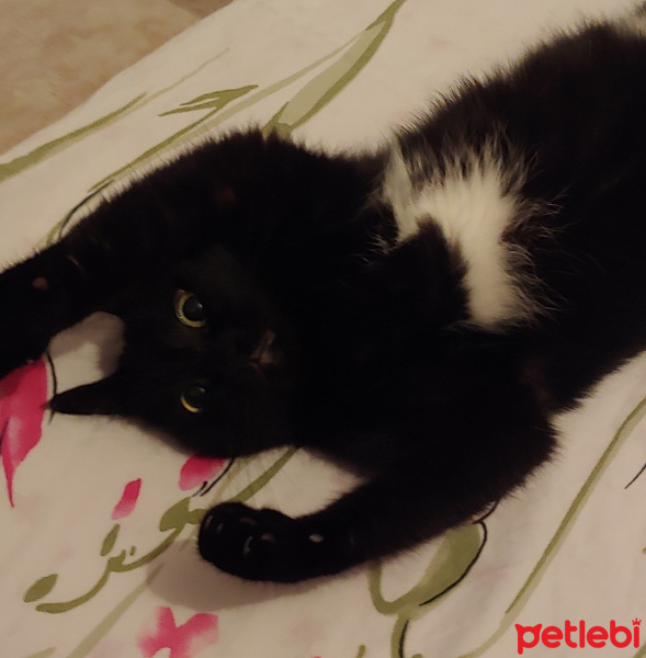 Bombay, Kedi  Kömür fotoğrafı