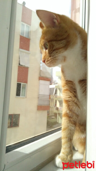 Sarman, Kedi  Leo fotoğrafı