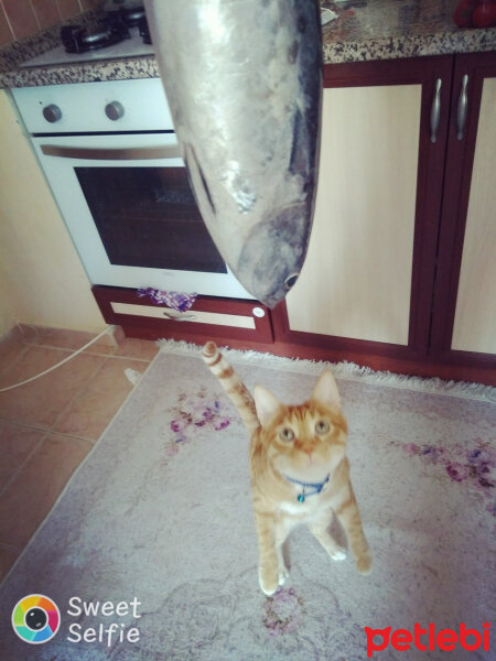 Sarman, Kedi  Leo fotoğrafı