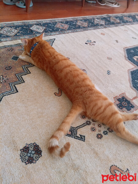 Sarman, Kedi  Leo fotoğrafı