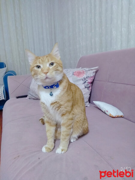 Sarman, Kedi  Leo fotoğrafı