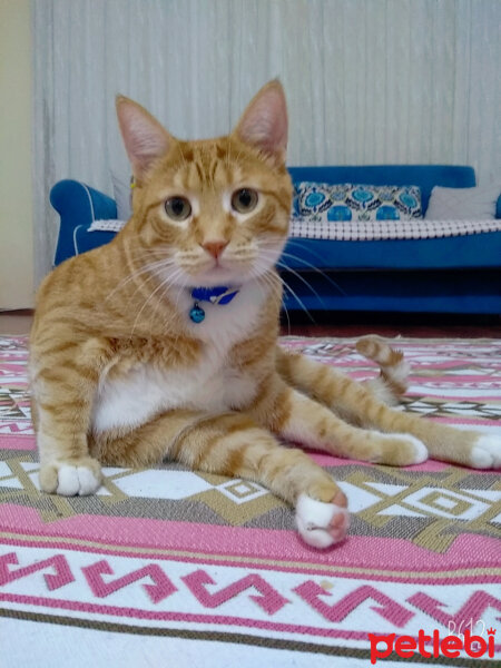 Sarman, Kedi  Leo fotoğrafı