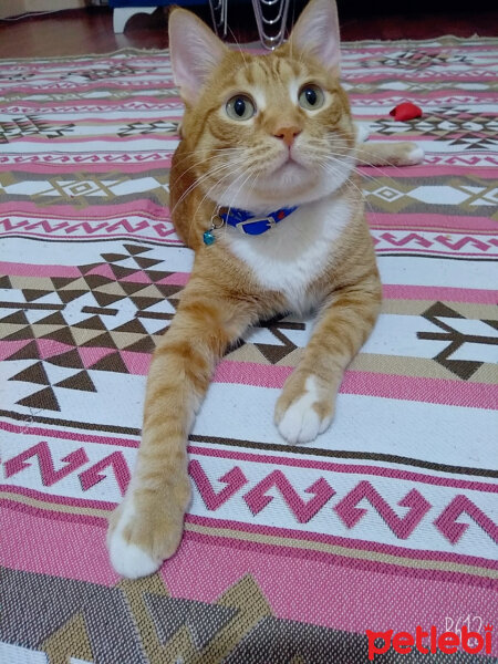 Sarman, Kedi  Leo fotoğrafı