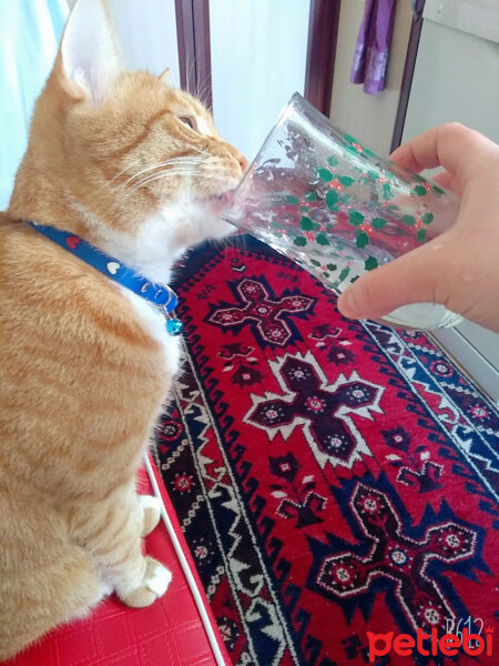 Sarman, Kedi  Leo fotoğrafı