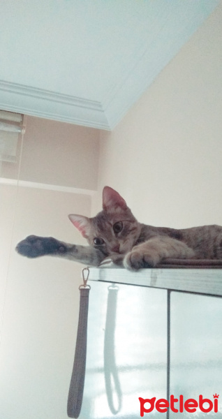 Tekir Kedi, Kedi  Pati fotoğrafı