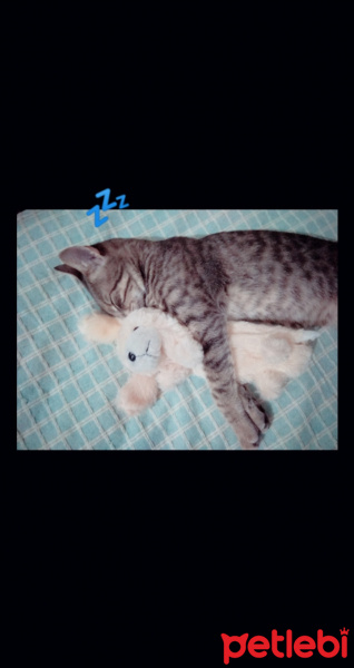 Tekir Kedi, Kedi  Pati fotoğrafı