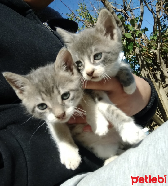 Tekir Kedi, Kedi  Pati fotoğrafı