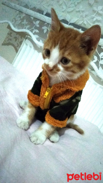 Tekir Kedi, Kedi  Pati fotoğrafı