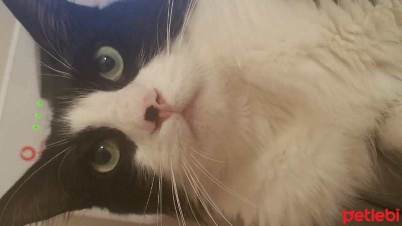 Cymric, Kedi  Çaki  fotoğrafı