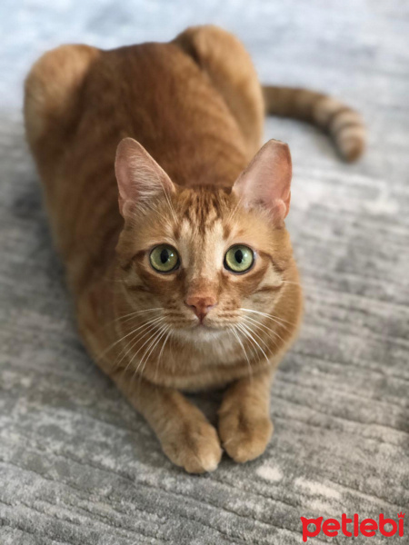 Sarman, Kedi  Fabricio sarı fotoğrafı