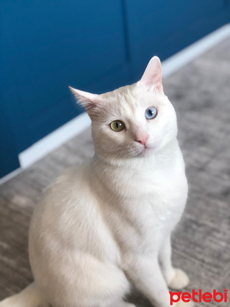 Van Kedisi, Kedi  Tesla fotoğrafı