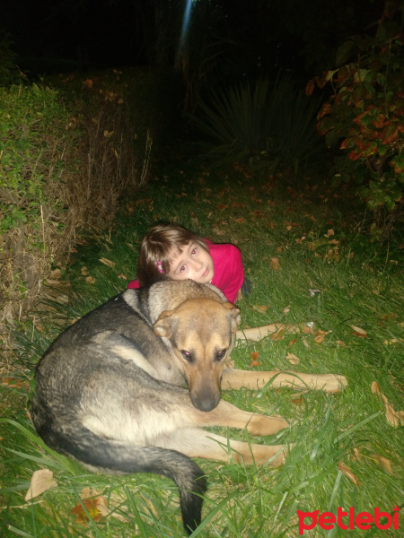Sokö (Sokak Köpeği), Köpek  Kahve fotoğrafı