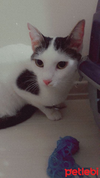 Tekir Kedi, Kedi  Luna fotoğrafı
