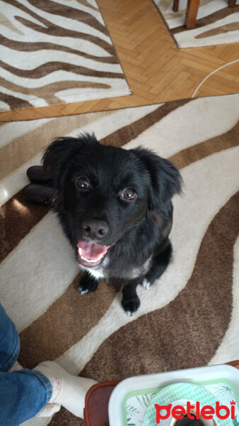 Border Collie, Köpek  Zeytin fotoğrafı