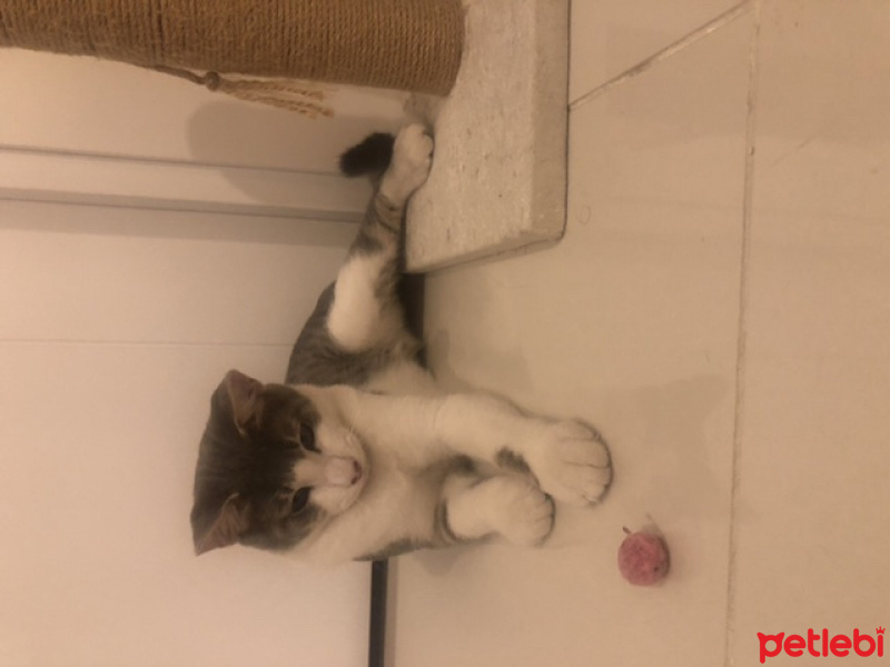 Tekir Kedi, Kedi  FİKO fotoğrafı