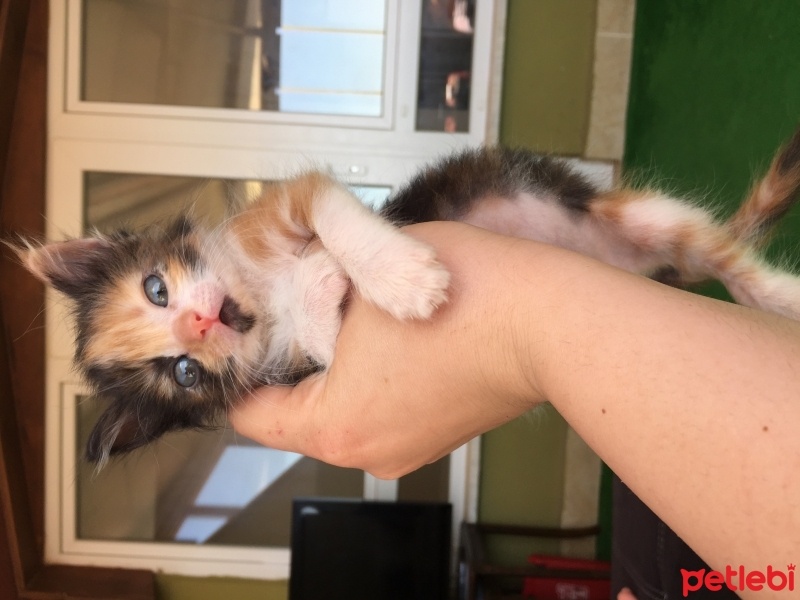 Tekir Kedi, Kedi  Mila fotoğrafı