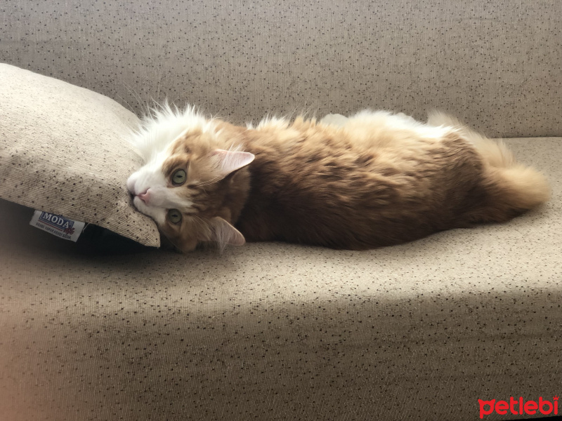 Norwegian Forest, Kedi  Orçun fotoğrafı