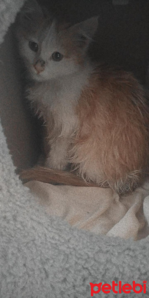 Tekir Kedi, Kedi  Bal fotoğrafı