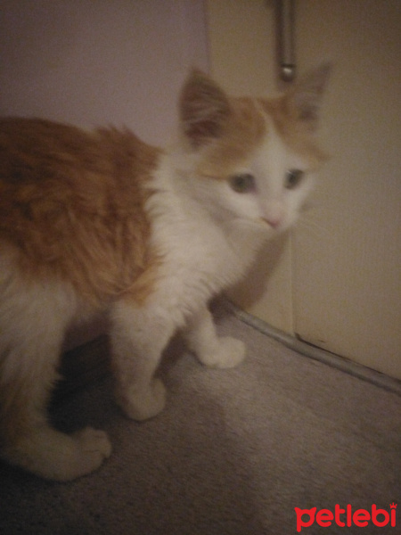 Tekir Kedi, Kedi  Bal fotoğrafı