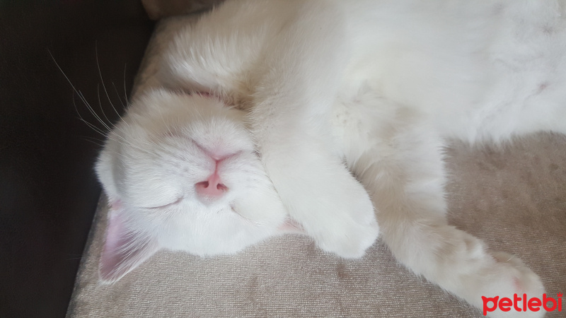 Scottish Fold, Kedi  Mila fotoğrafı