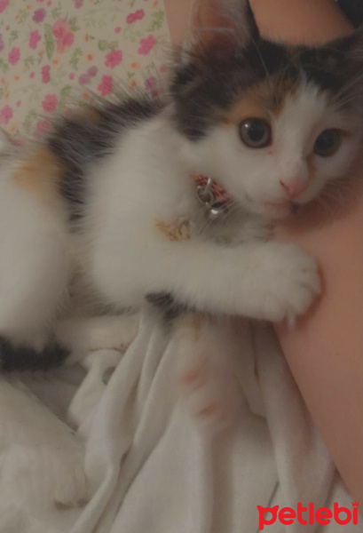 Tekir Kedi, Kedi  BamBam fotoğrafı