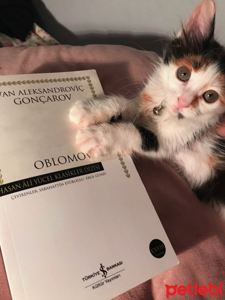 Tekir Kedi, Kedi  BamBam fotoğrafı