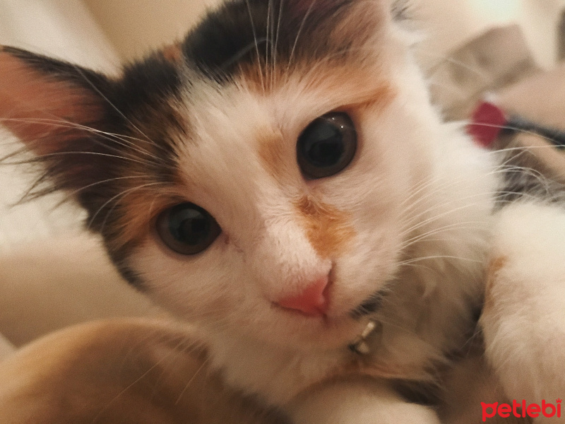 Tekir Kedi, Kedi  BamBam fotoğrafı