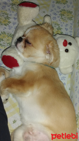 Pekingese, Köpek  capi fotoğrafı