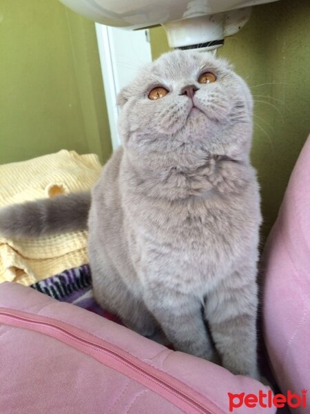 Scottish Fold, Kedi  Luya fotoğrafı