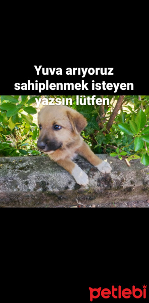 Sokö (Sokak Köpeği), Köpek  Boncuk fotoğrafı