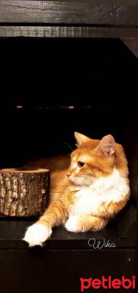 Sarman, Kedi  Wika fotoğrafı