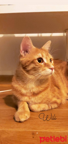 Sarman, Kedi  Wili fotoğrafı