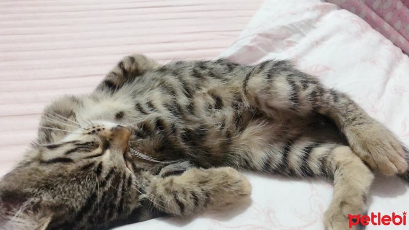 Tekir Kedi, Kedi  Çakıl fotoğrafı
