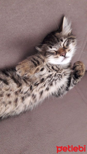 Tekir Kedi, Kedi  Minnos fotoğrafı