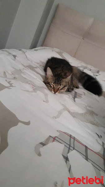 Tekir Kedi, Kedi  Minnos fotoğrafı