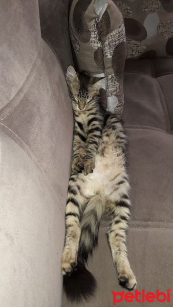 Tekir Kedi, Kedi  Minnos fotoğrafı