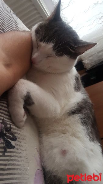 Tekir Kedi, Kedi  Leblebi fotoğrafı