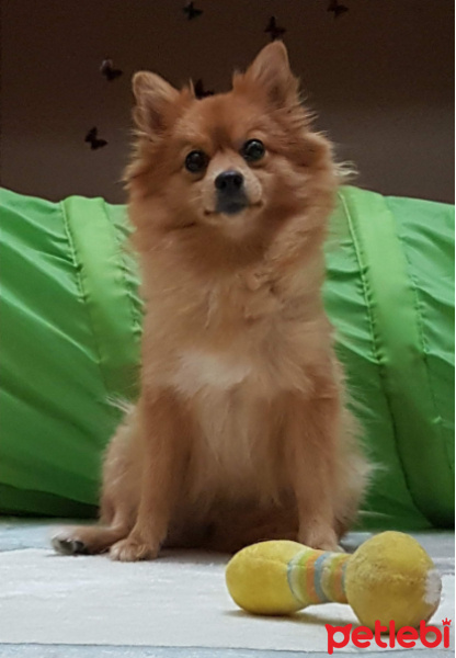 Pomeranyalı, Köpek  Wilma fotoğrafı