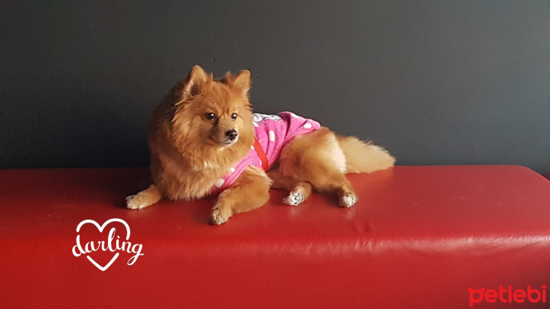 Pomeranyalı, Köpek  Wilma fotoğrafı
