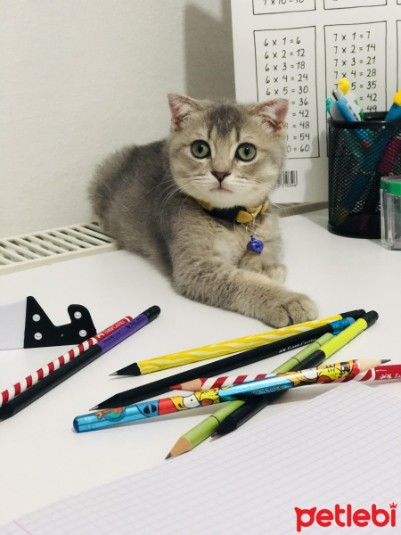Scottish Fold, Kedi  Mila fotoğrafı