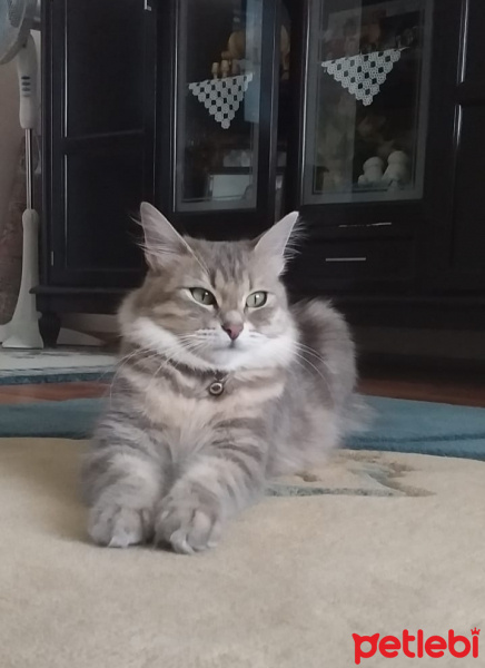 Chinchilla, Kedi  Duman fotoğrafı