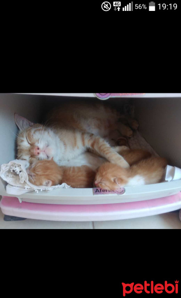 Sarman, Kedi  Maya fotoğrafı