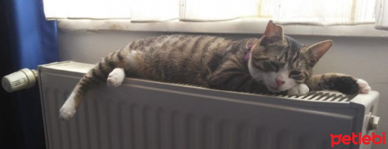 Tekir Kedi, Kedi  İzzet Lokum fotoğrafı